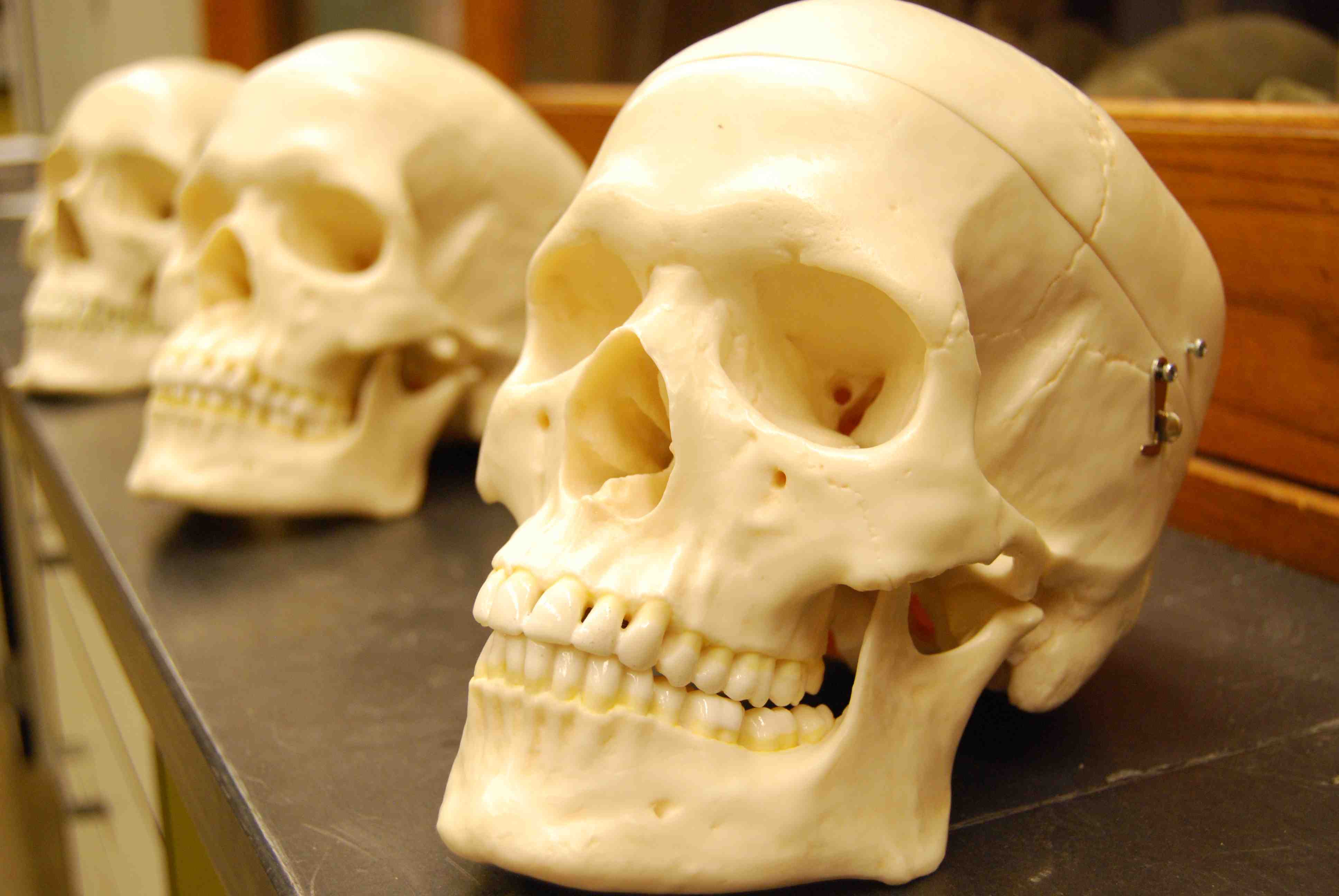 3 Skulls (Photo by Michael Ioerger)